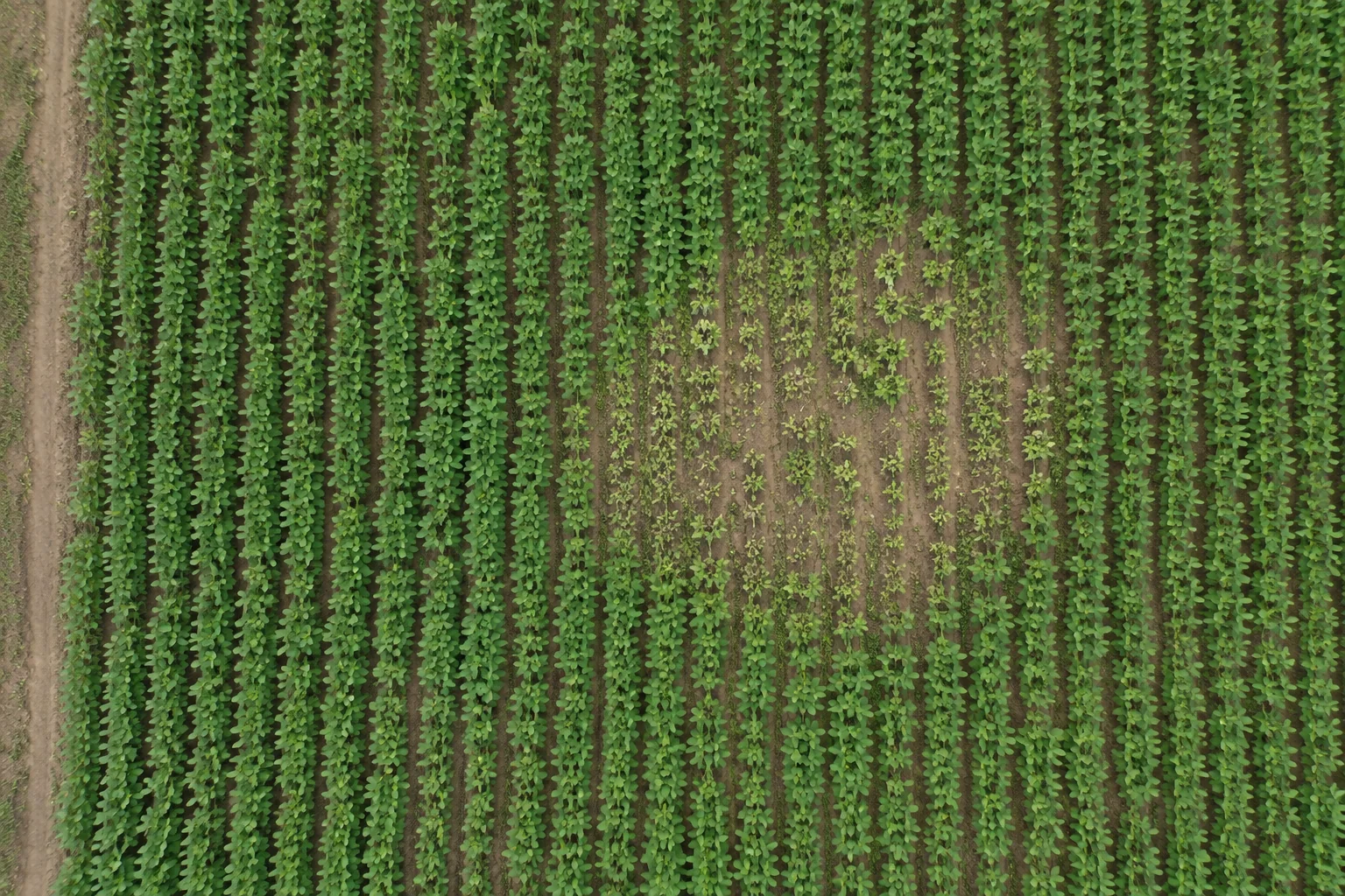 Ilustração de soja vista de cima: uma área central de plantas menores e mais espaçadas entre as fileiras.