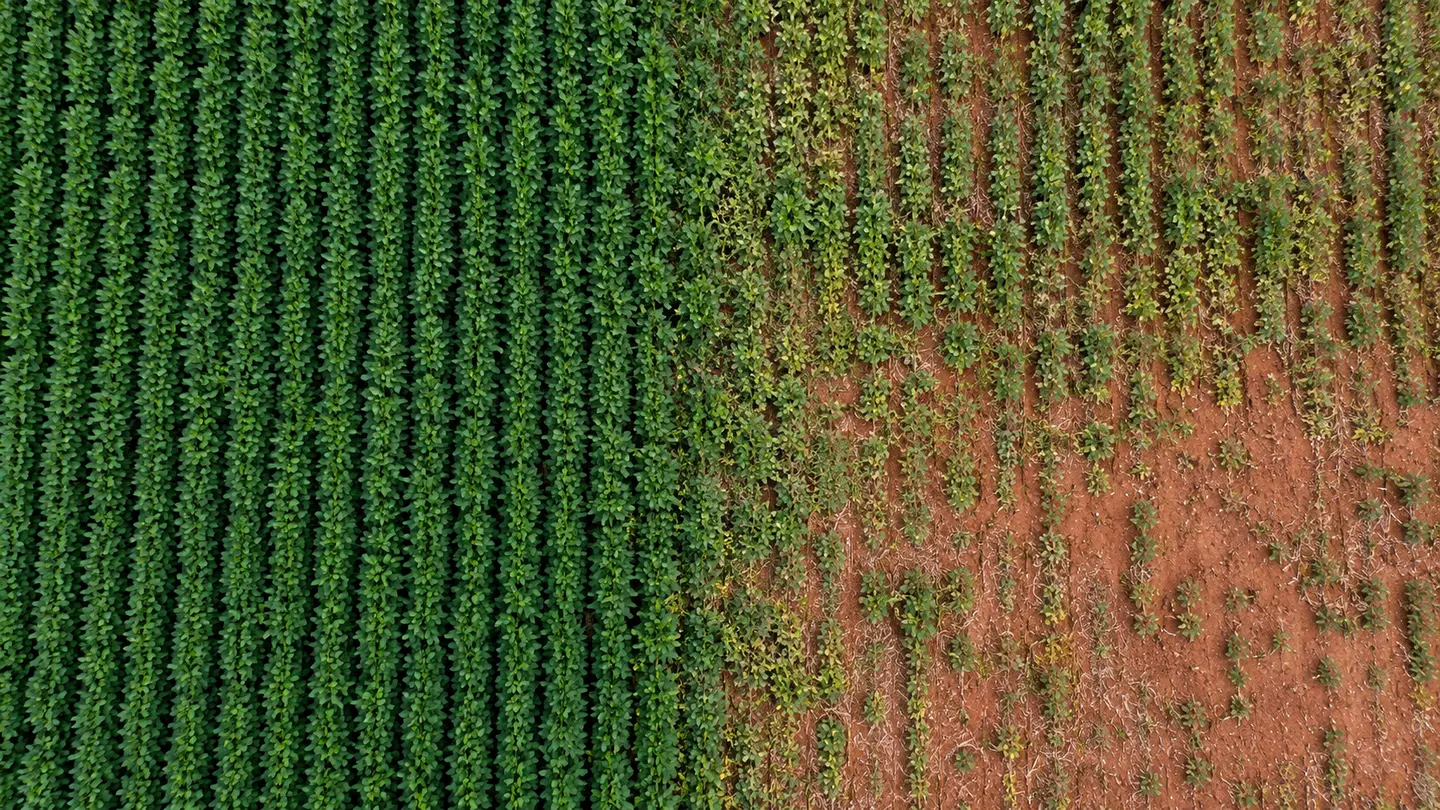 Cena ilustrativa aérea: soja densa à esquerda, plantas mais espaçadas no centro e solo aparente à direita.